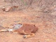 በቦረና ዞን የሞቱ እንስሳት ቁጥር 70 ሺህ ተሻግሯል